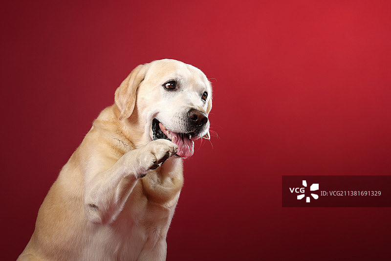 可爱的拉布拉多猎犬图片素材