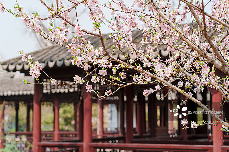 虎丘桃花图片素材