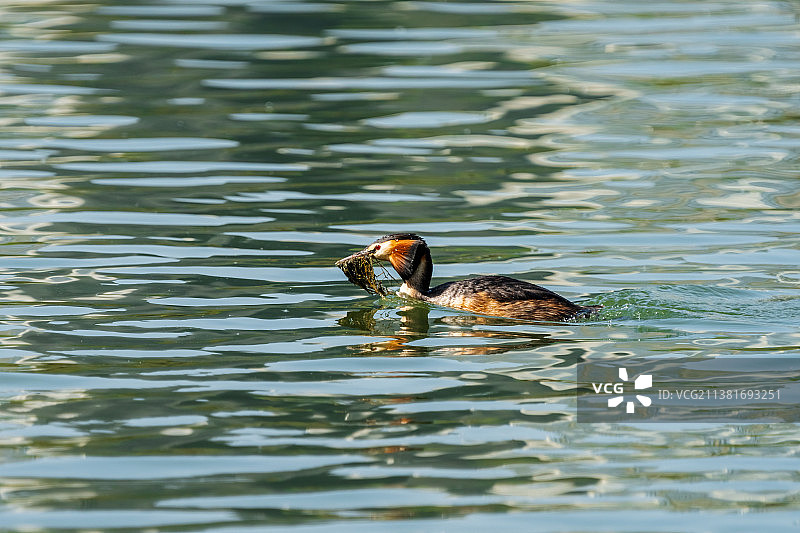 春季湖水中的凤头鸊鷉图片素材