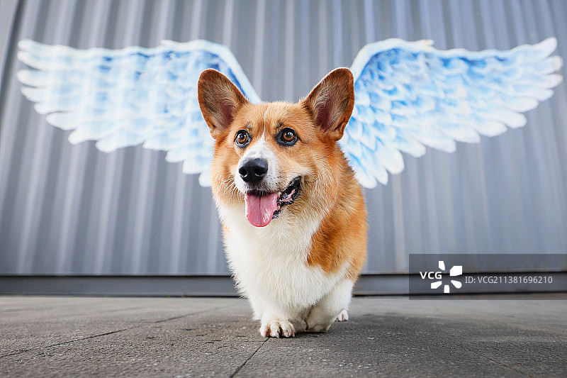 可爱的柯基犬图片素材