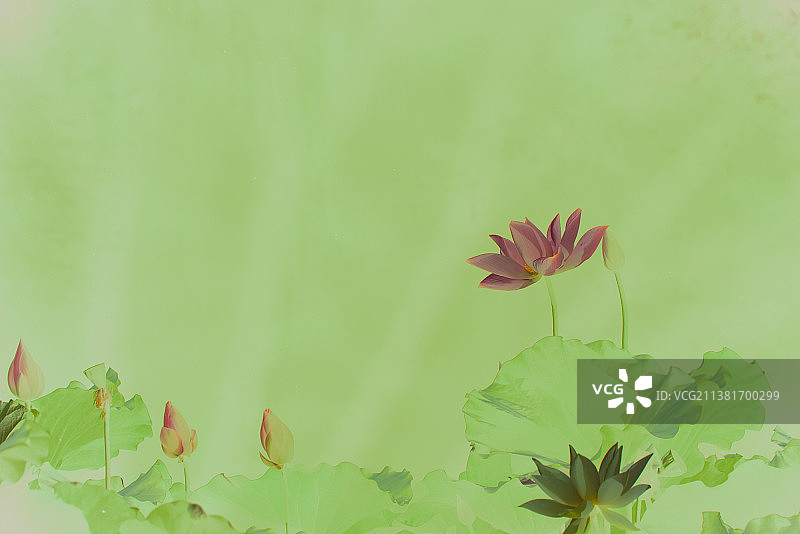 荷花背景图壁纸图片素材