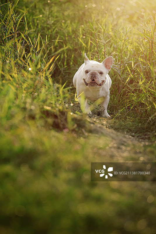 在草丛里奔跑的白色法国斗牛犬图片素材