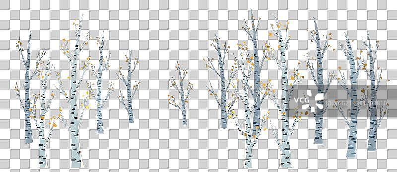 白桦树林图片素材