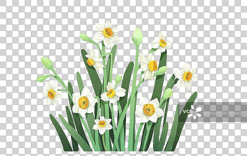 水仙花丛图片素材
