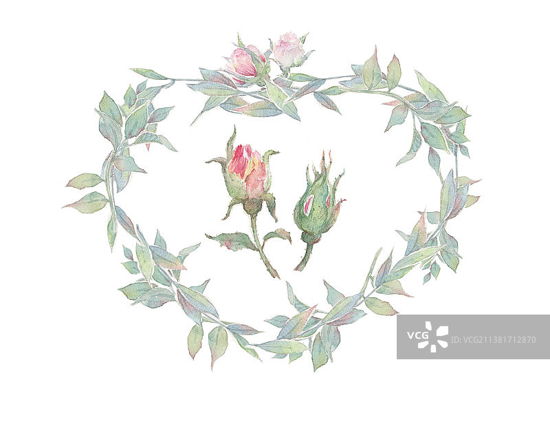 白色背景上的玫瑰花朵特写镜头图片素材