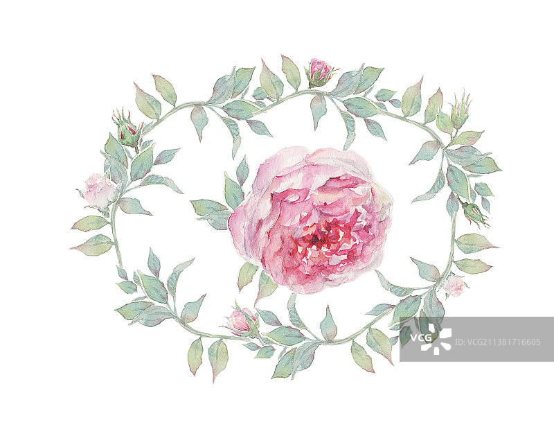 水彩手绘植物插画透明背景玫瑰月季花环特写图片素材