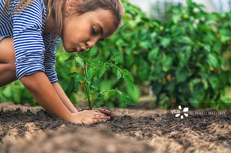 孩子在花园里种植植物（选择性聚焦）图片素材