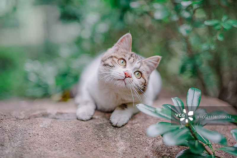 春天草地里的治愈小猫咪图片素材