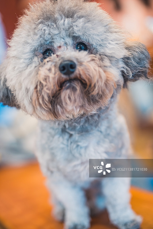 可爱灰色小贵宾图片素材