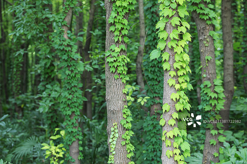 爬山虎图片素材