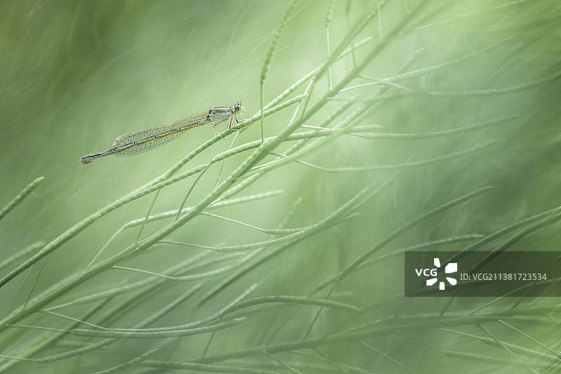 风中的豆娘图片素材