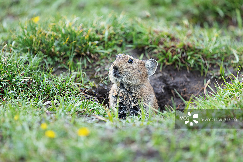 青藏高原的鼠兔图片素材