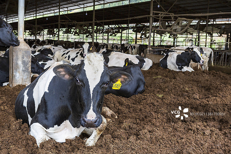 畜牧业奶牛母牛挤奶农业图片素材