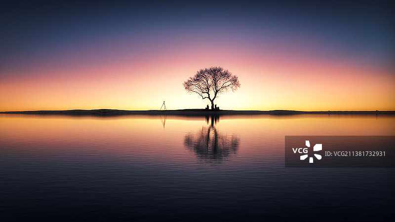 夕阳下的树图片素材