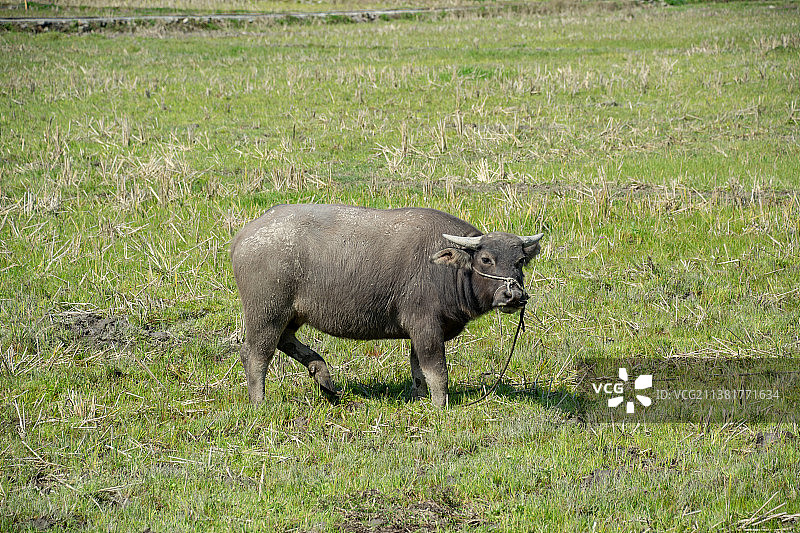 春天田地里的水牛 春耕 立春 雨水 惊蛰 春分 清明节 谷雨图片素材