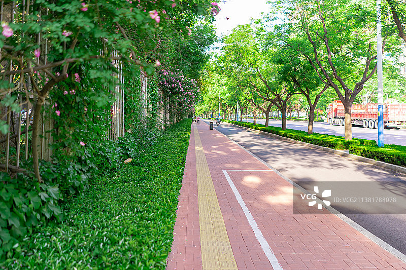 中国城市道理和野生植物拍摄主题，延伸的人行道和围墙篱笆上盛开粉红色的红蔷薇花，户外无人图像摄影图片素材