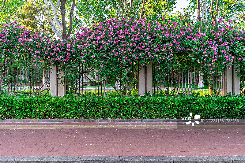 中国城市道理和野生植物拍摄主题，延伸的人行道和围墙篱笆上盛开粉红色的红蔷薇花，户外无人图像摄影图片素材