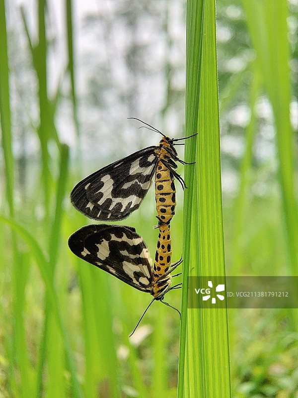 丛林里的趣事图片素材