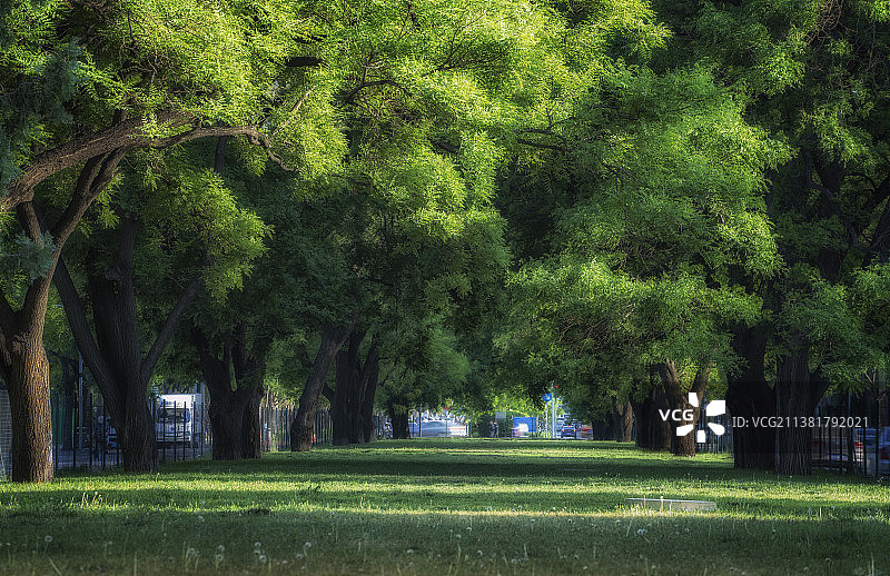 城市树林草地图片素材
