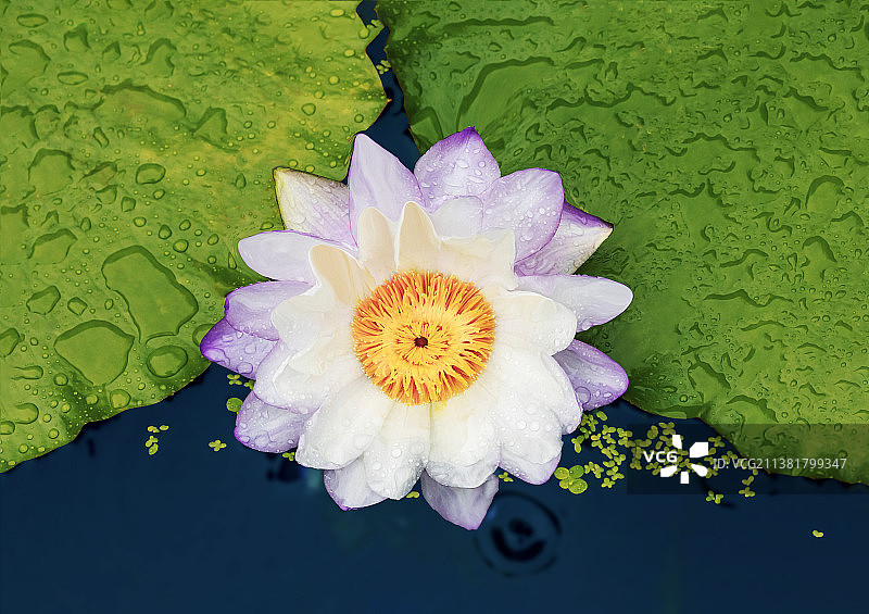 白莲花图片素材