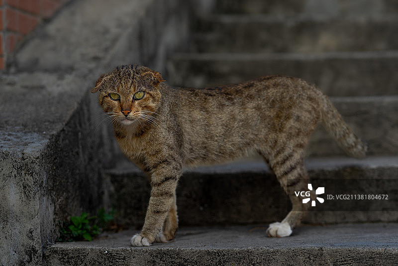 户外流浪猫图片素材