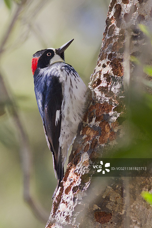 雌性橡树啄木鸟钻孔储存橡子图片素材