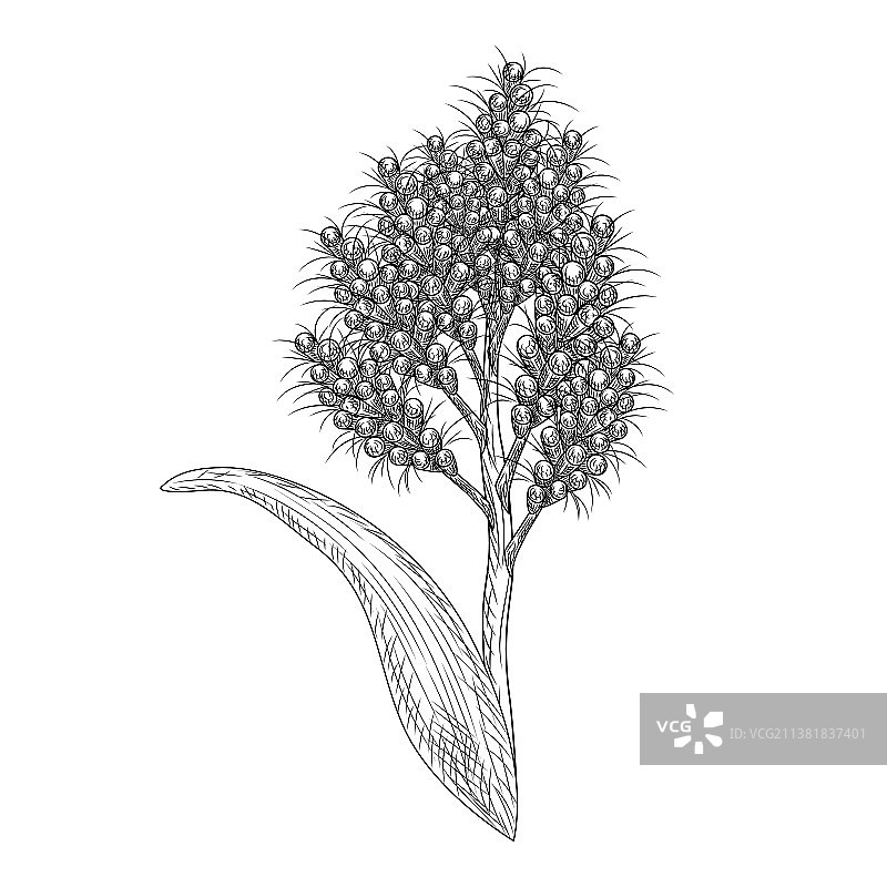 白色背景上的高粱孤立野生植物图片素材