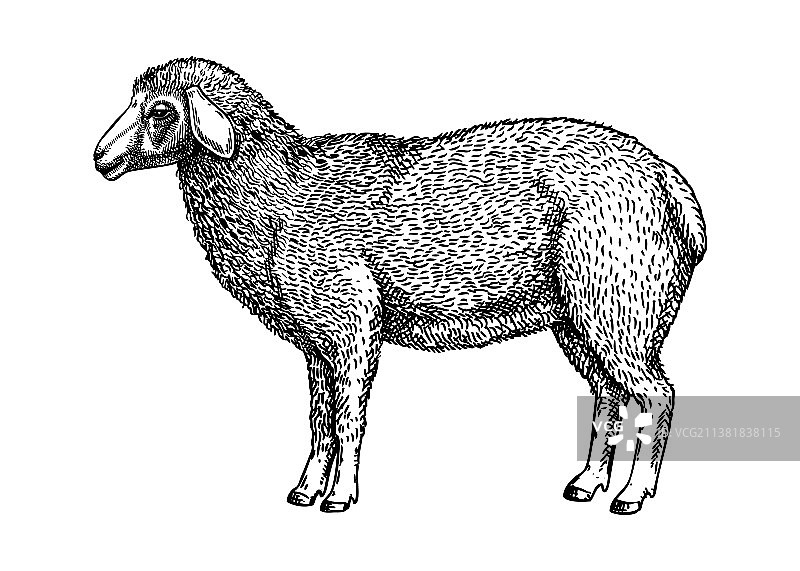 手绘绵羊农场动物图片素材