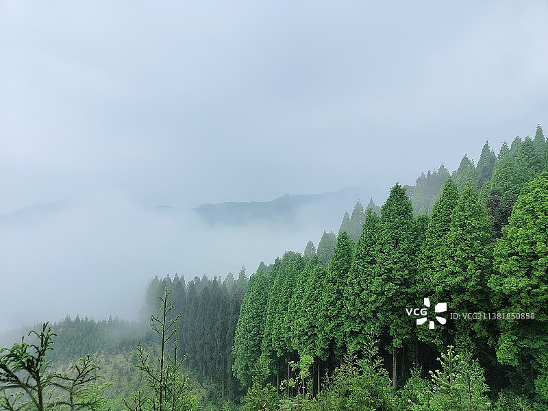 列队的水杉和松树图片素材