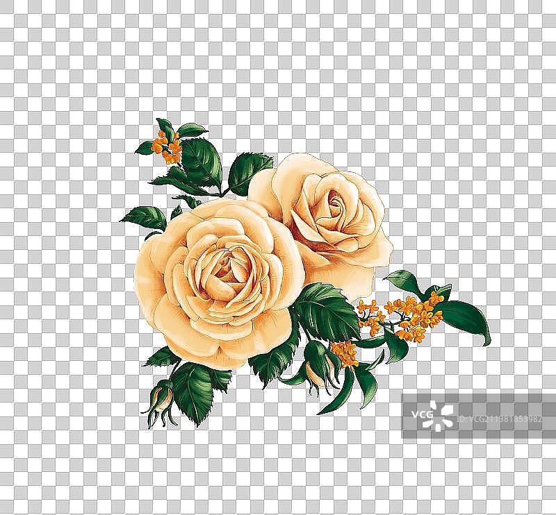 香槟玫瑰花瓣图片素材