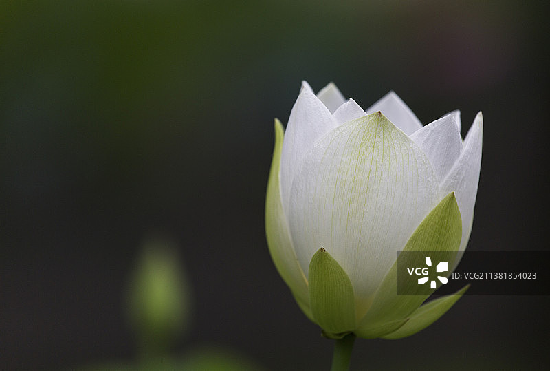 夏天荷花荷叶水滴开放背景图壁纸图片素材