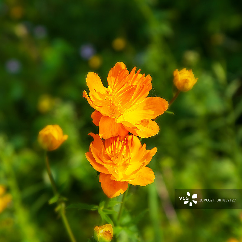 金莲花图片素材
