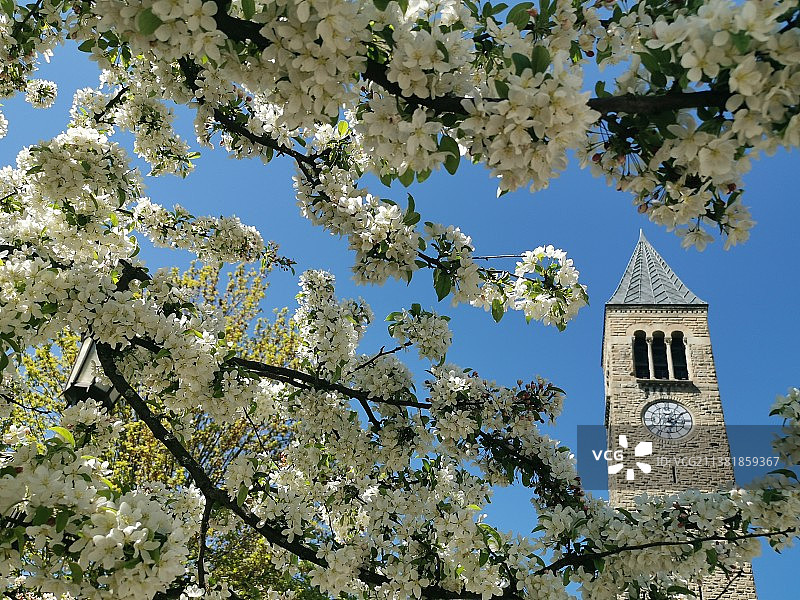 春天的康奈尔大学图片素材
