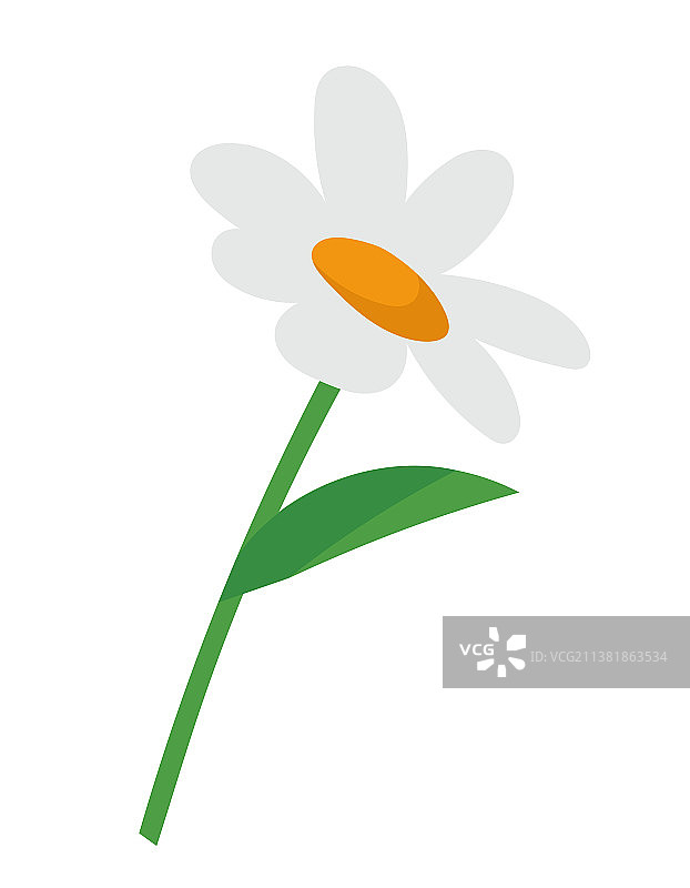 卡通风格的洋甘菊图片素材