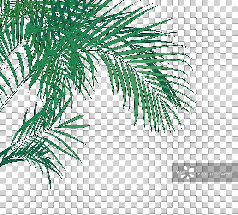 绿色针叶植物繁茂春天夏天绿植图片素材