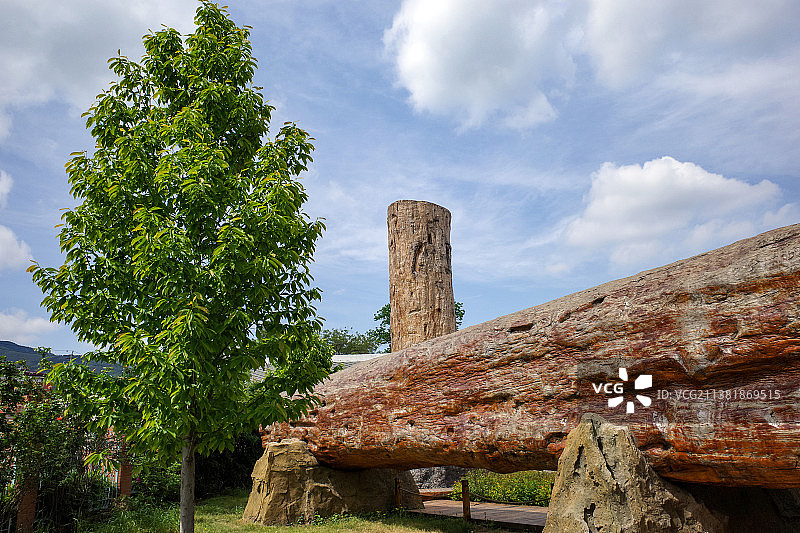 硅化木图片素材