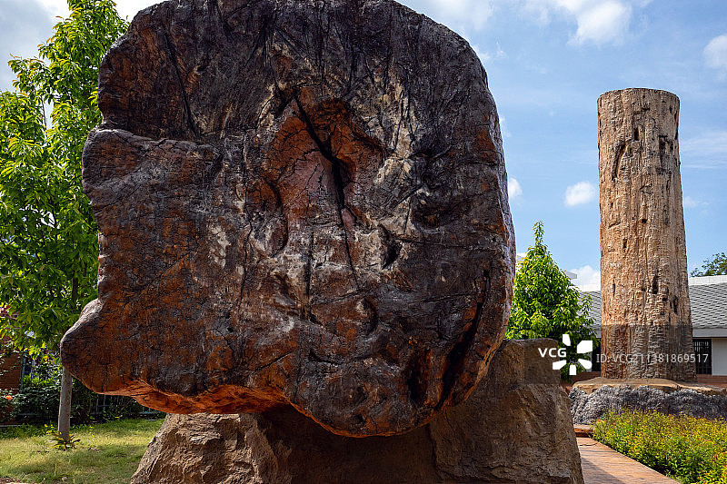硅化木图片素材
