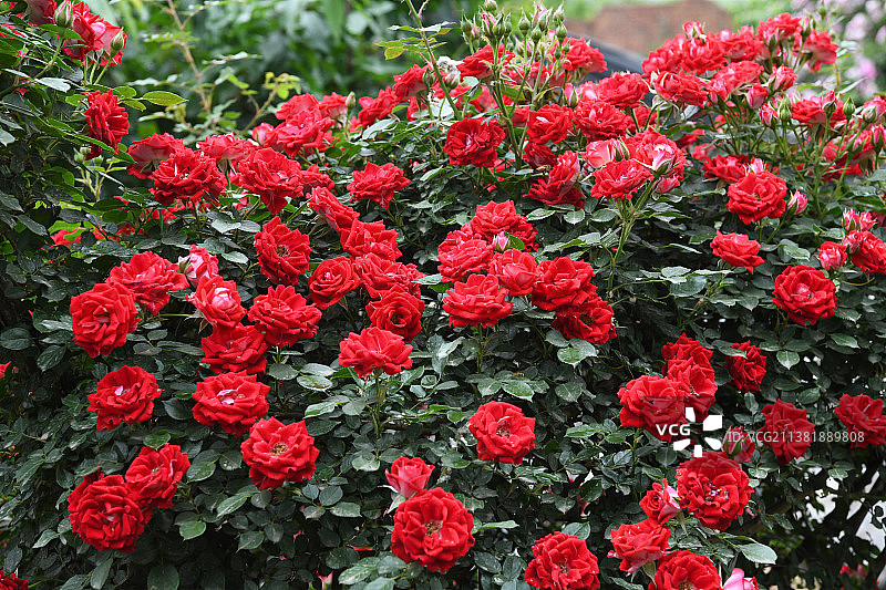 一架蔷薇满院香图片素材