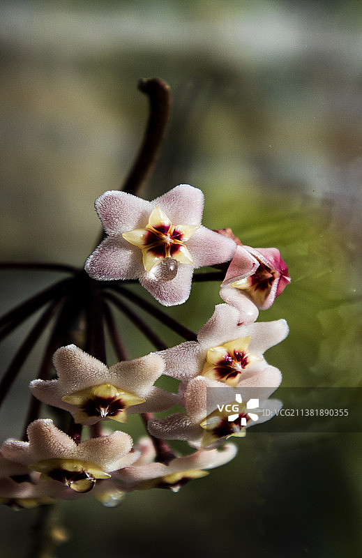 球兰花（微距）图片素材