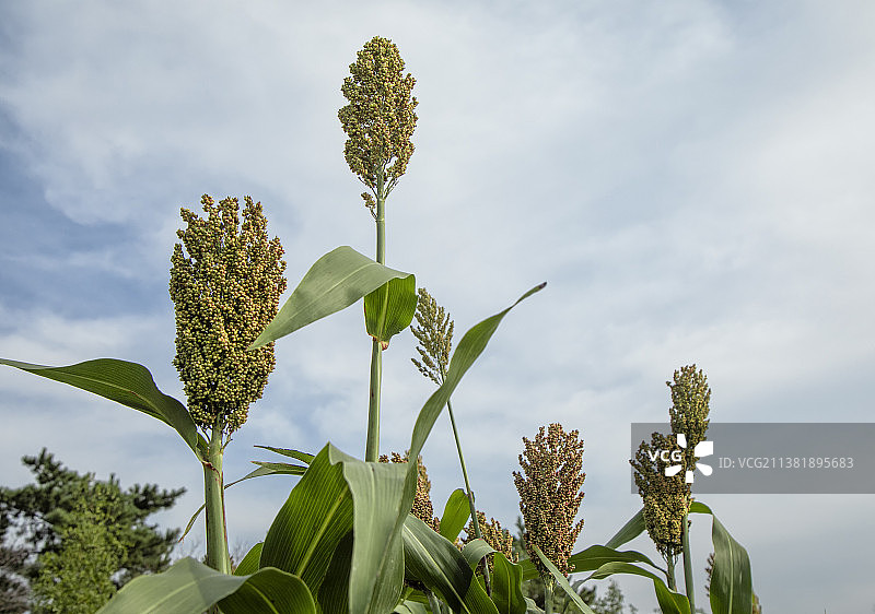 高粱在田地里生长图片素材