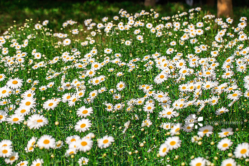 夏天盛开的白色雏菊花图片素材