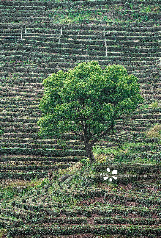 龙井茶园图片素材