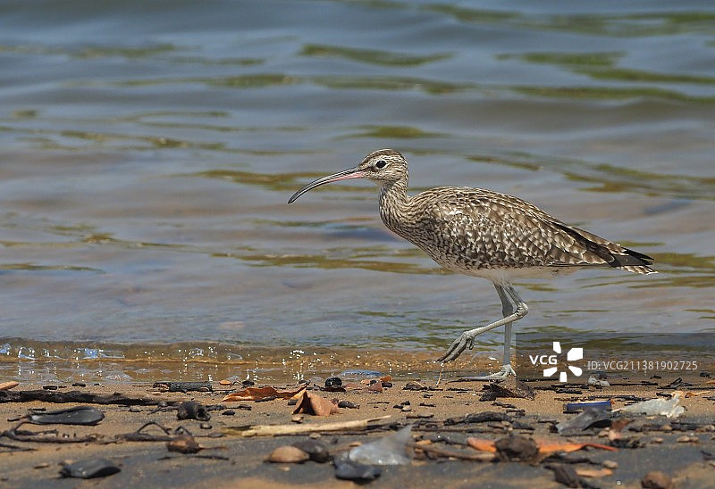 中杓鹬图片素材