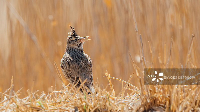 鸟栖息在植物上的特写镜头图片素材