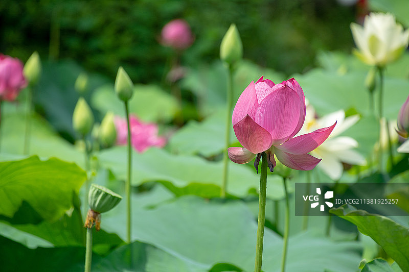 荷花   摄于福建省福州茶亭公园。植物 绿色 立夏 小满 芒种 夏至 小暑 大暑  夏天图片素材