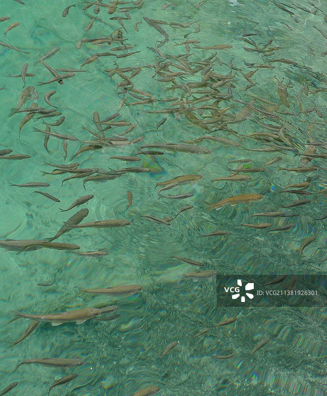 九寨沟湖水中的一大群生态鱼游动觅食图片素材