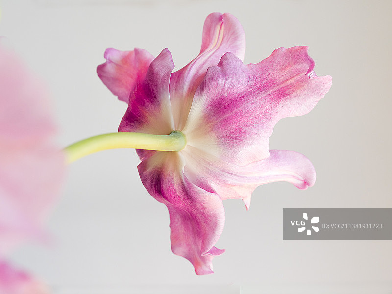 紫色郁金香花朵特写图片素材