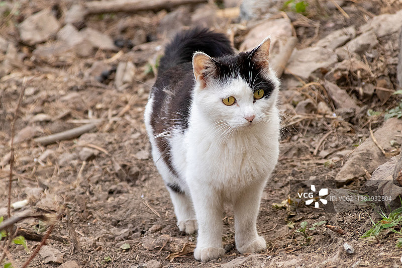一只野猫图片素材