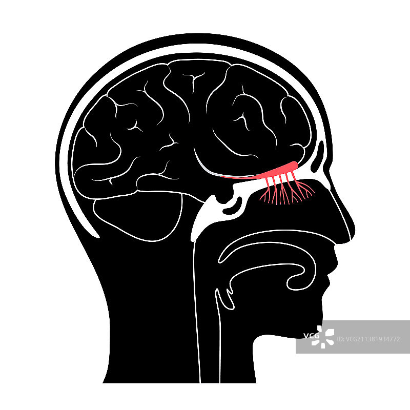 嗅神经解剖结构图片素材