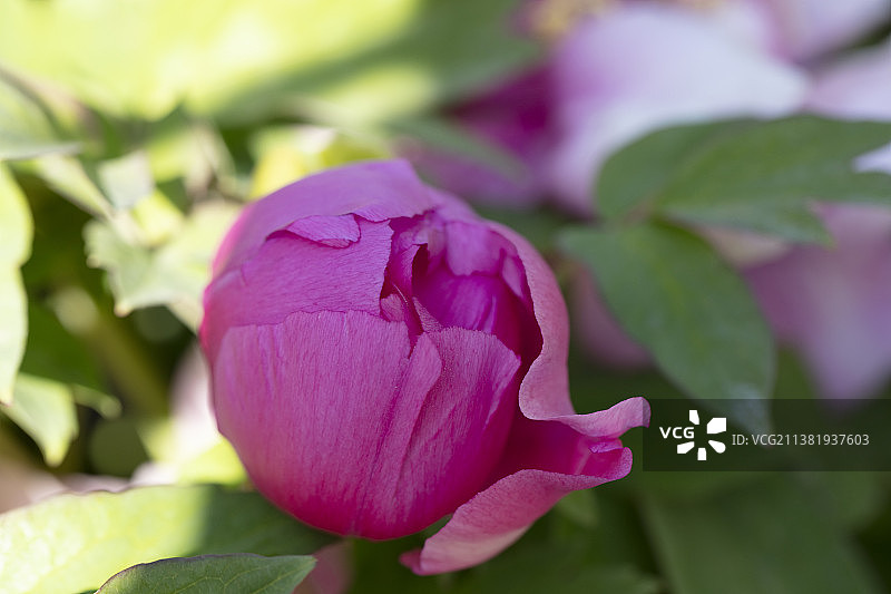 牡丹花，牡丹 。图片素材